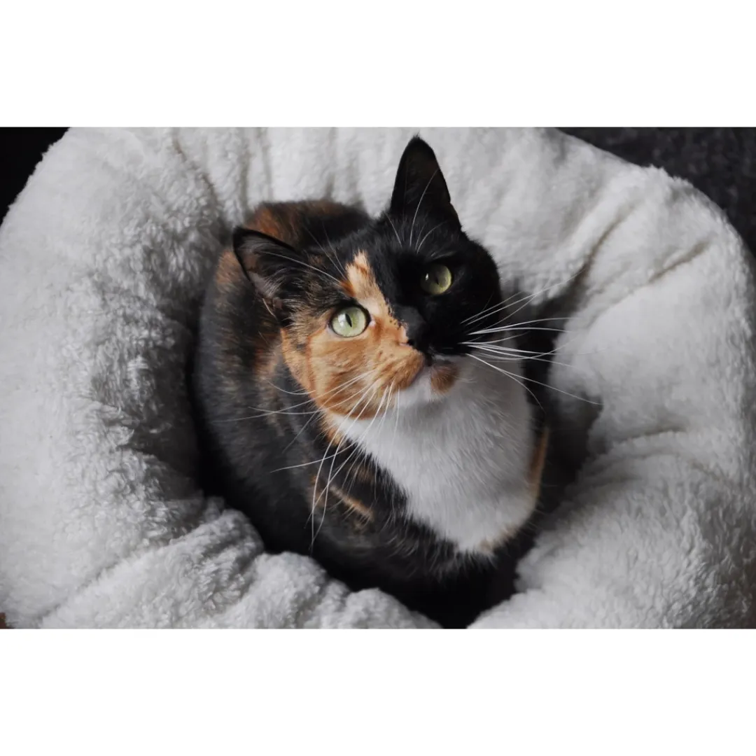AFP Lambswool Donut Bed