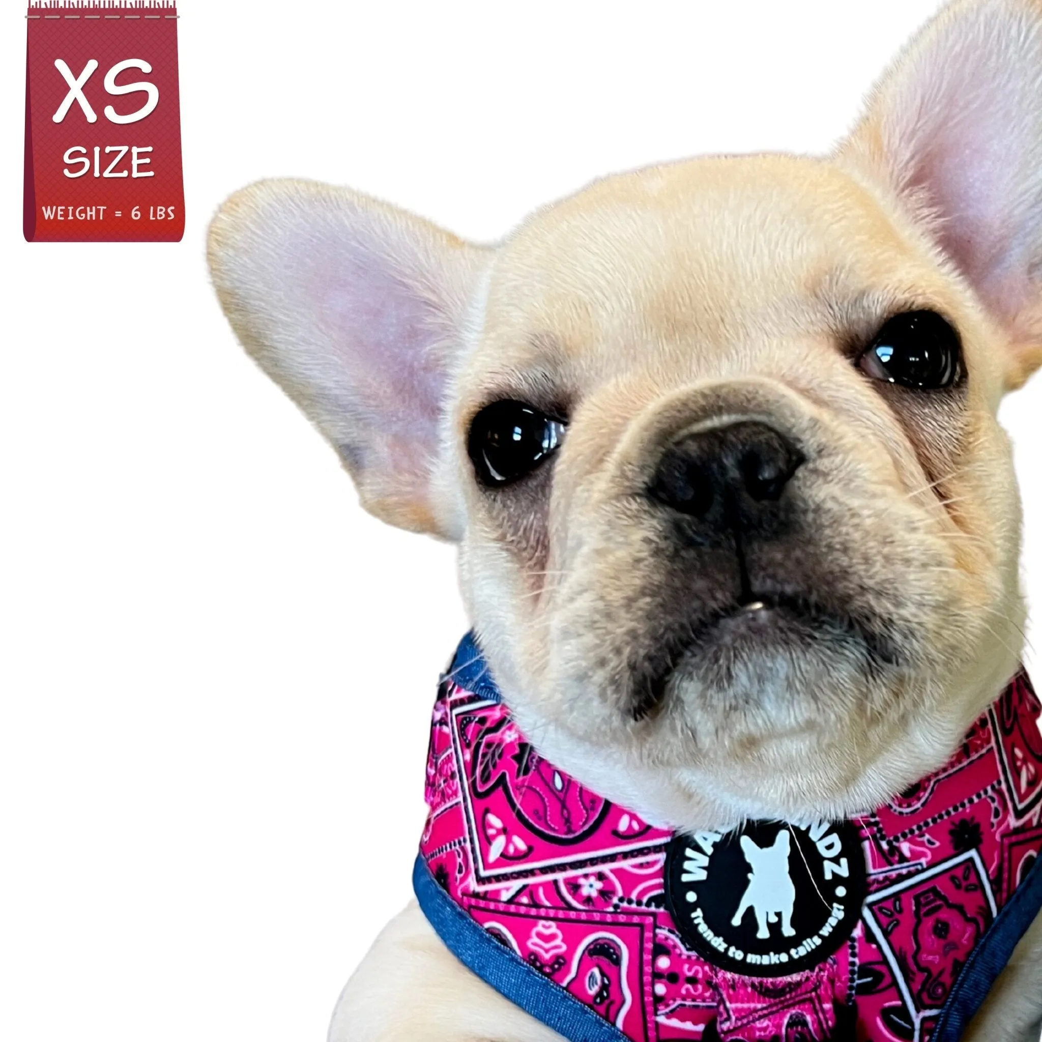 Dog Harness and Leash Set | Bandana Boujee Pink