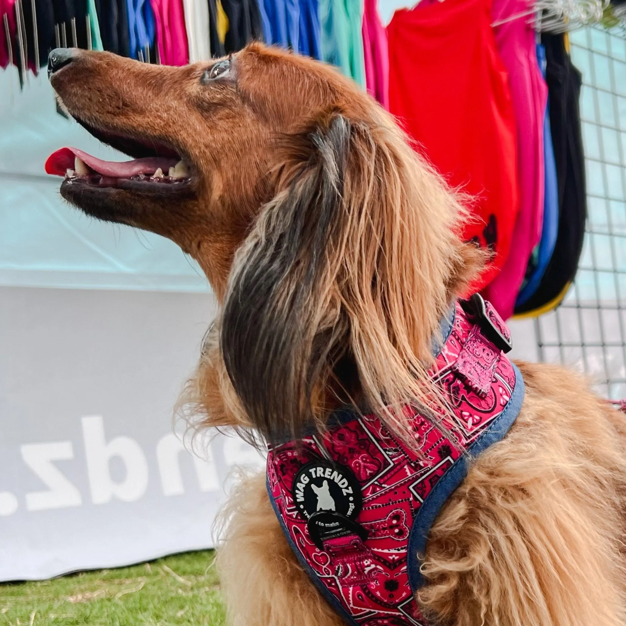 Dog Harness and Leash Set | Bandana Boujee Pink