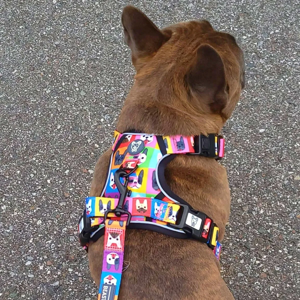 Frenchie Fam No Pull Dog Harness
