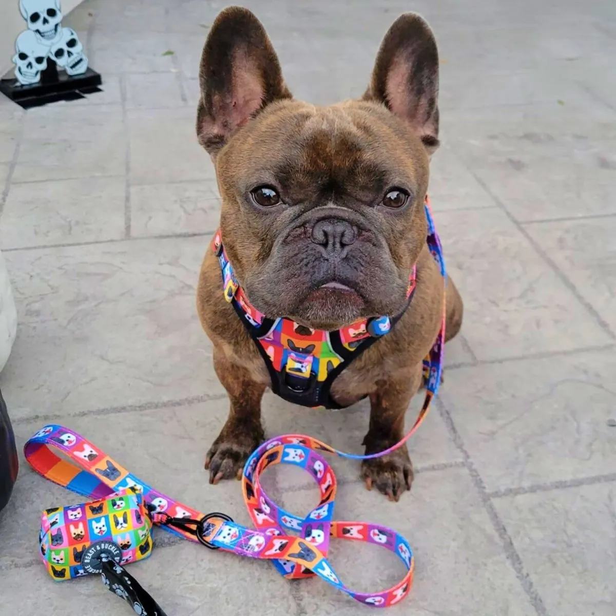 Frenchie Fam No Pull Dog Harness