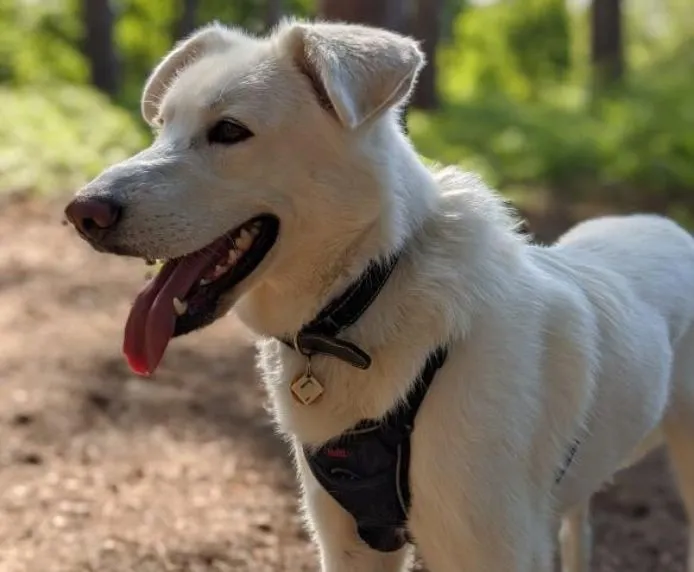 Halti No Pull Dog Harness