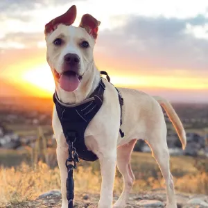 No-Pull Pet Harness with 2 Leash Clips