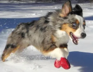 Pawz Rubber Boots