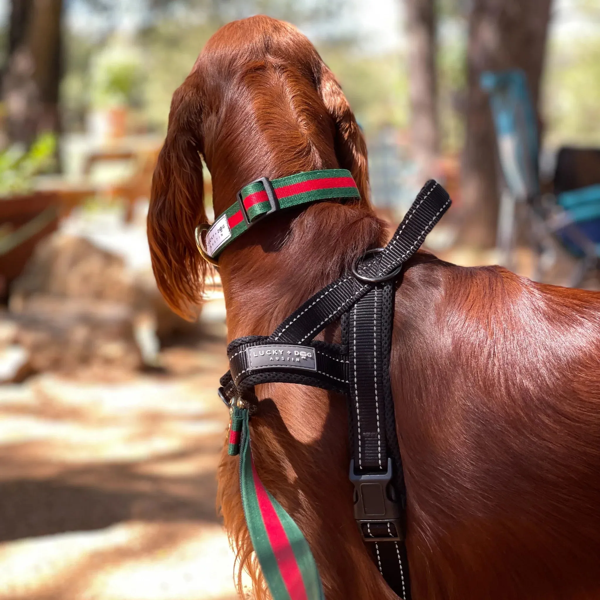 Quick-Fit No-Pull Harness - Black