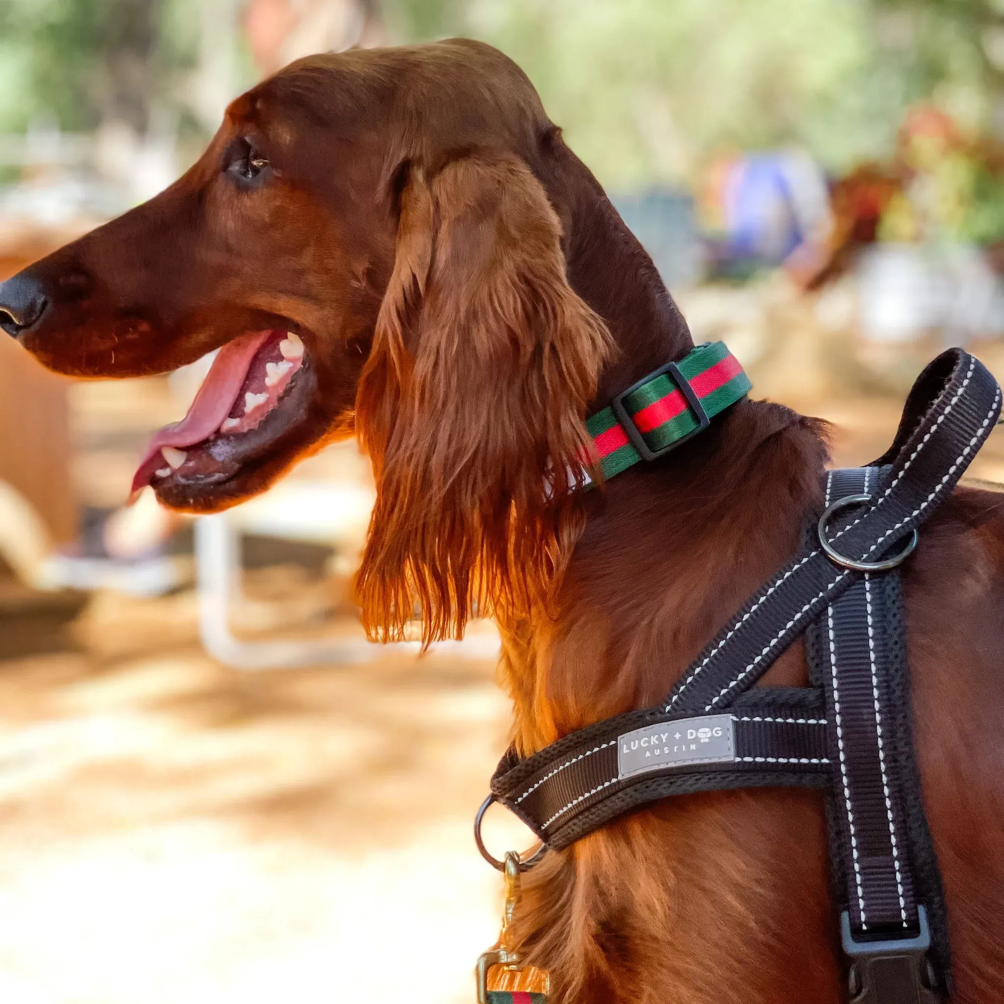 Quick-Fit No-Pull Harness - Black