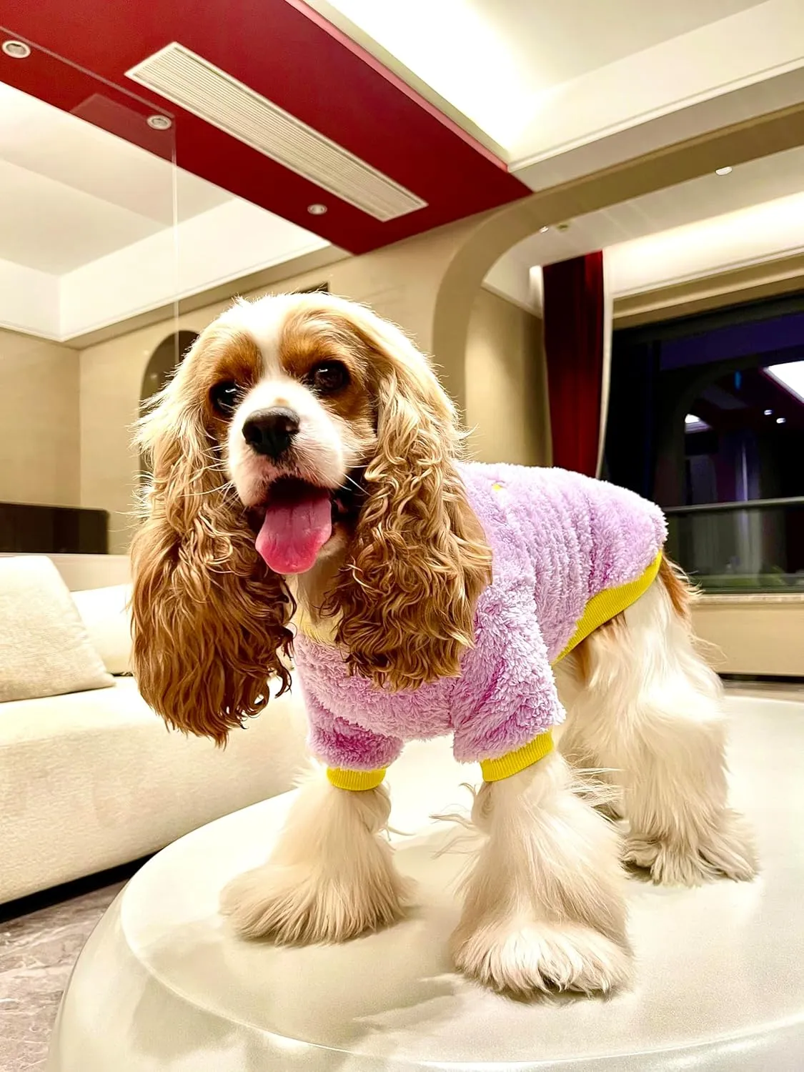 Soft Windproof Small Dog Coat: Puppy Pullover Warm Dog Clothes - Purple (Medium)
