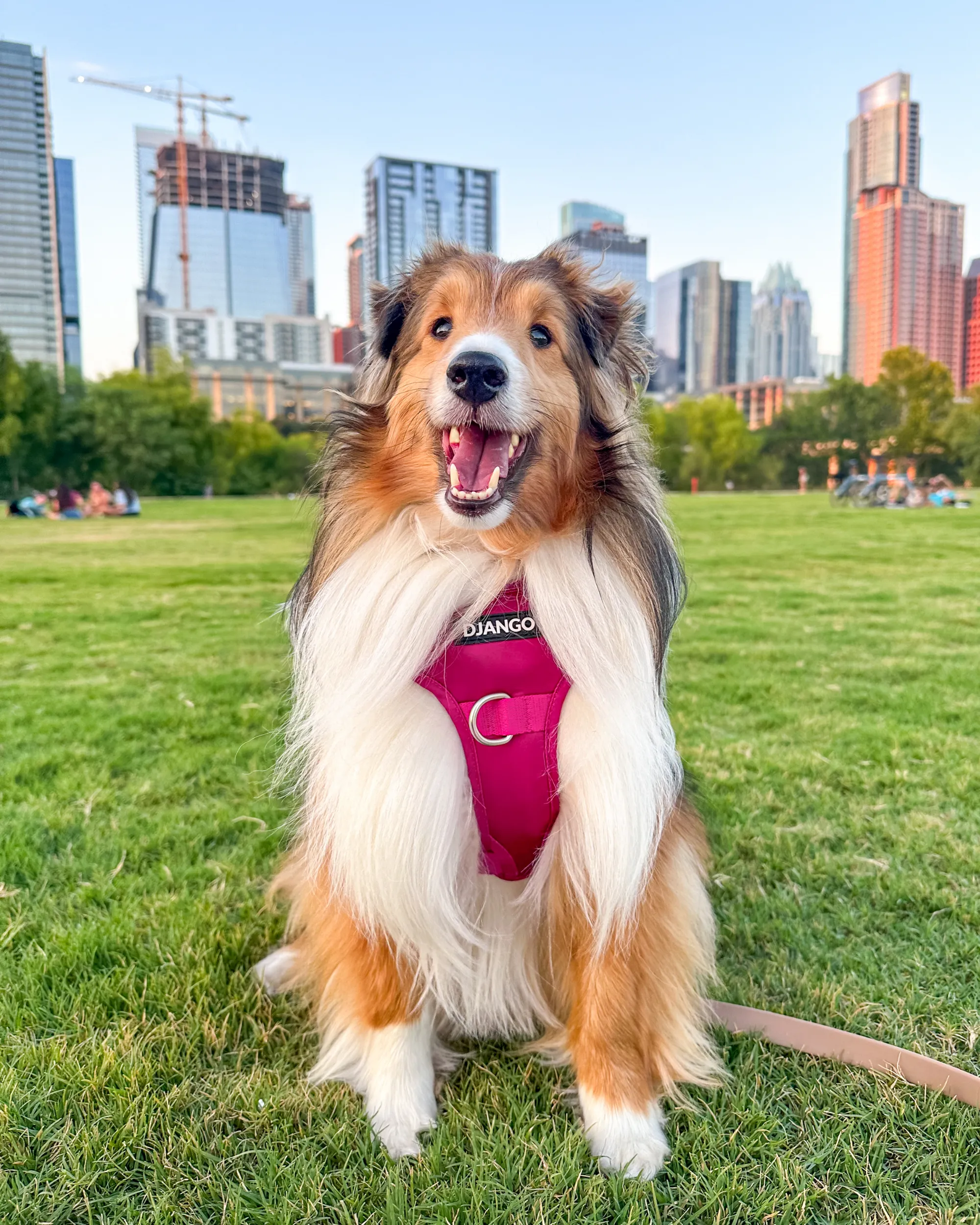 Tahoe No Pull Dog Harness - Hibiscus Pink