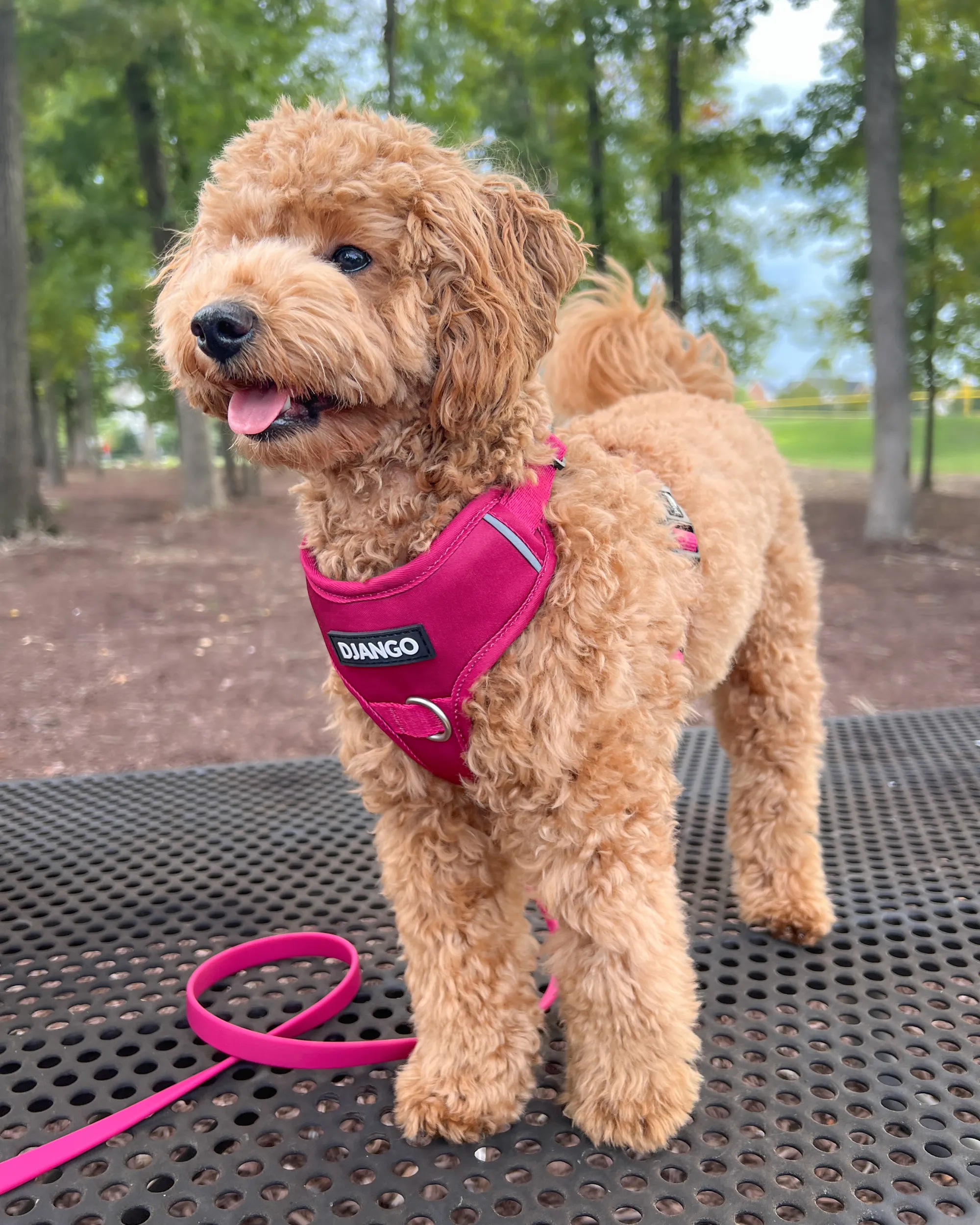 Tahoe No Pull Dog Harness - Hibiscus Pink