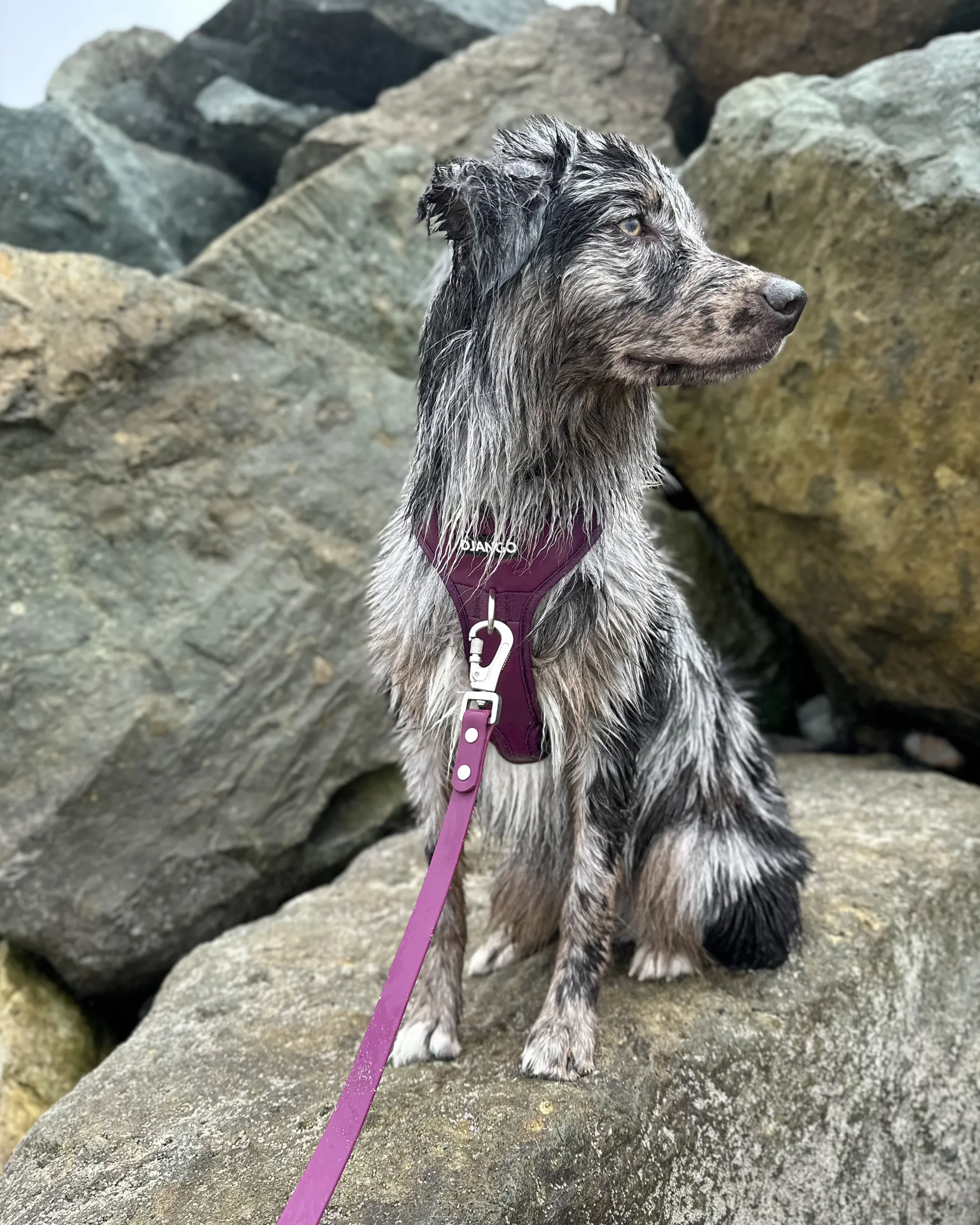 Tahoe No Pull Dog Harness - Raspberry Purple