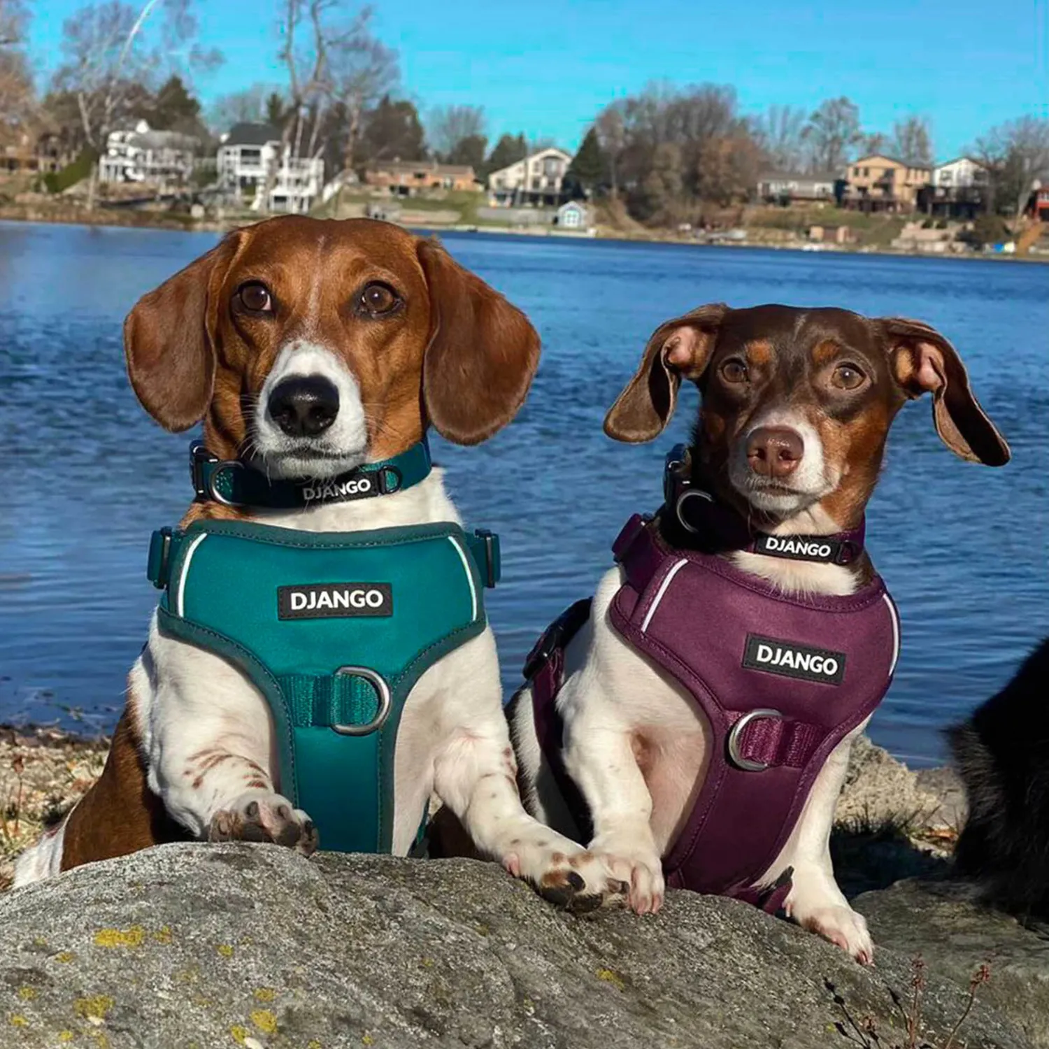 Tahoe No Pull Dog Harness - Raspberry Purple