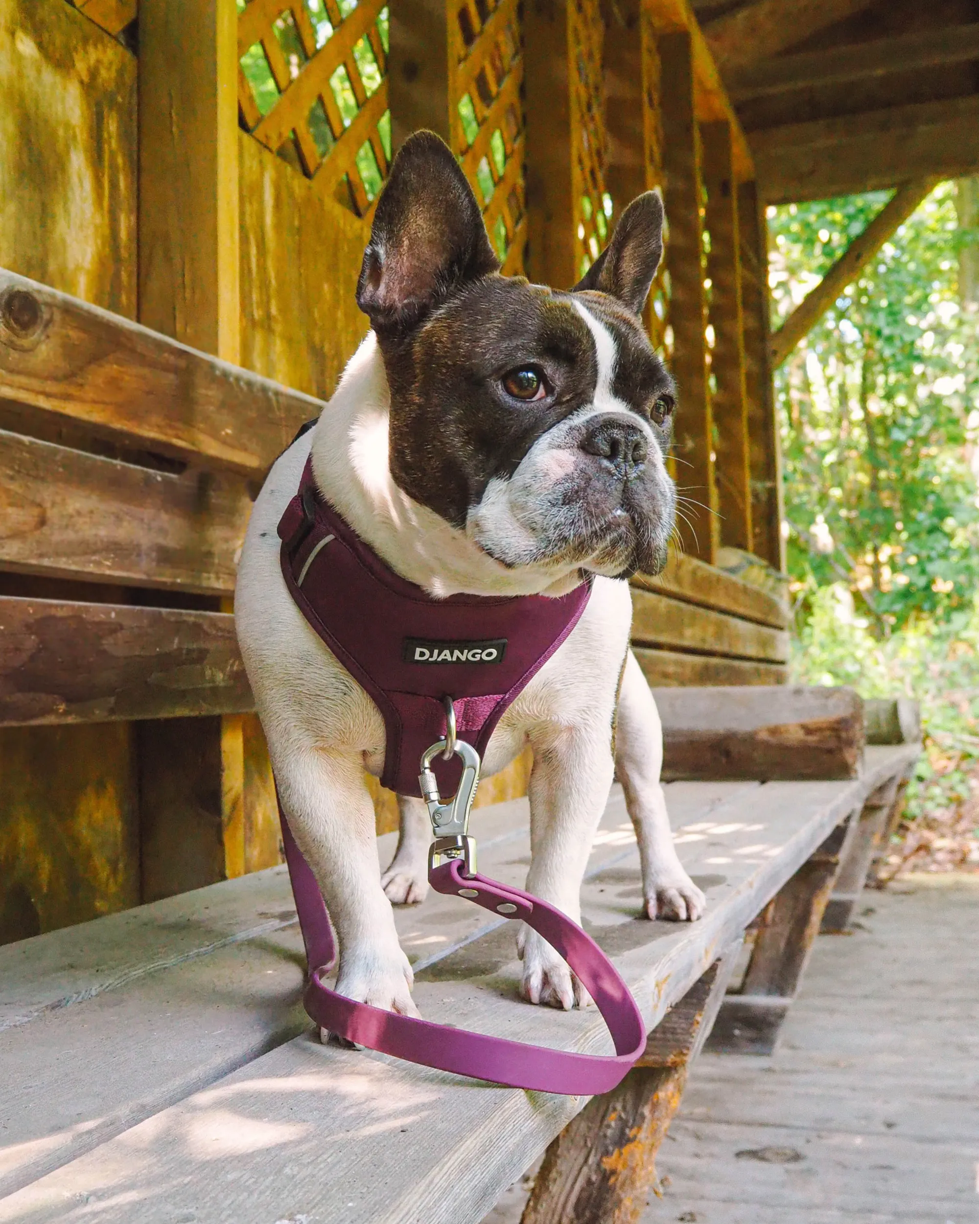 Tahoe No Pull Dog Harness - Raspberry Purple