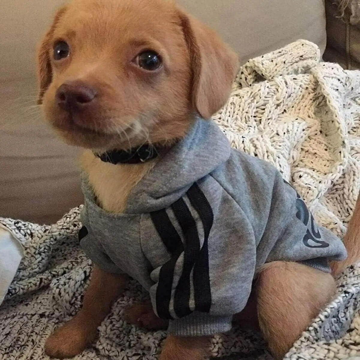 Weowin Pet Outfit - Cute Dog Hoodies Tracksuit Sweater Sweatshirt Winter Cold Weather Coat 2-Legs Grey for Small Medium Large Dogs Boy or Girl (X-Large)