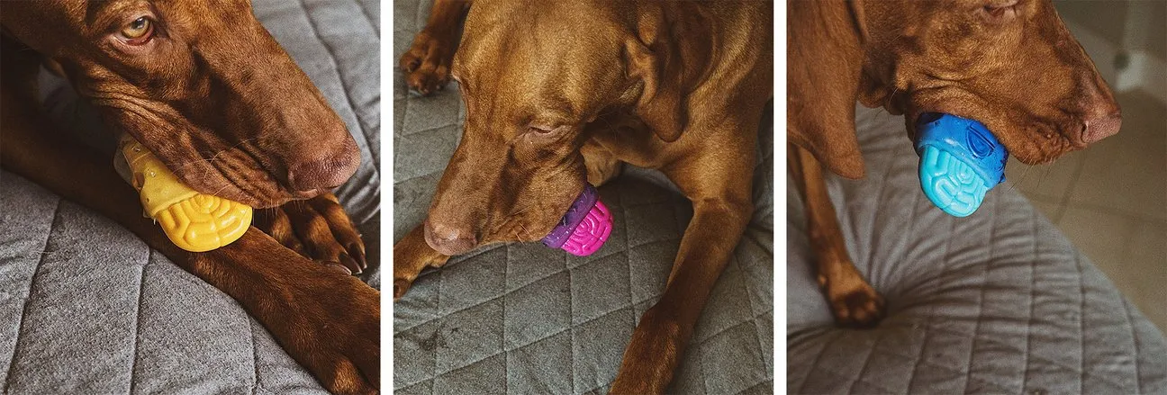 Zee.Dog Brainies  |  Brain Freeze
